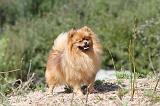 SPITZ ALLEMAND 001